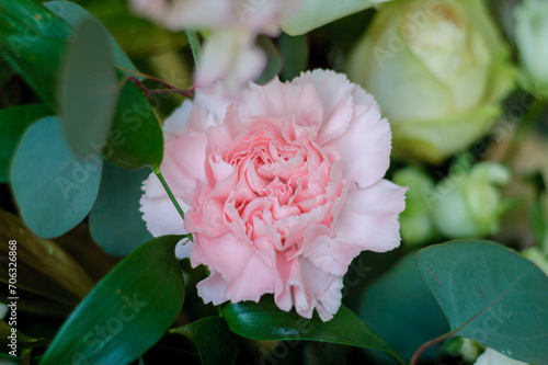 Εκτύπωση καμβά Beautiful pink carnation close up