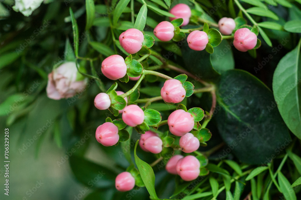 Close up of pink hypericum berries Close up of pink hypericum berries