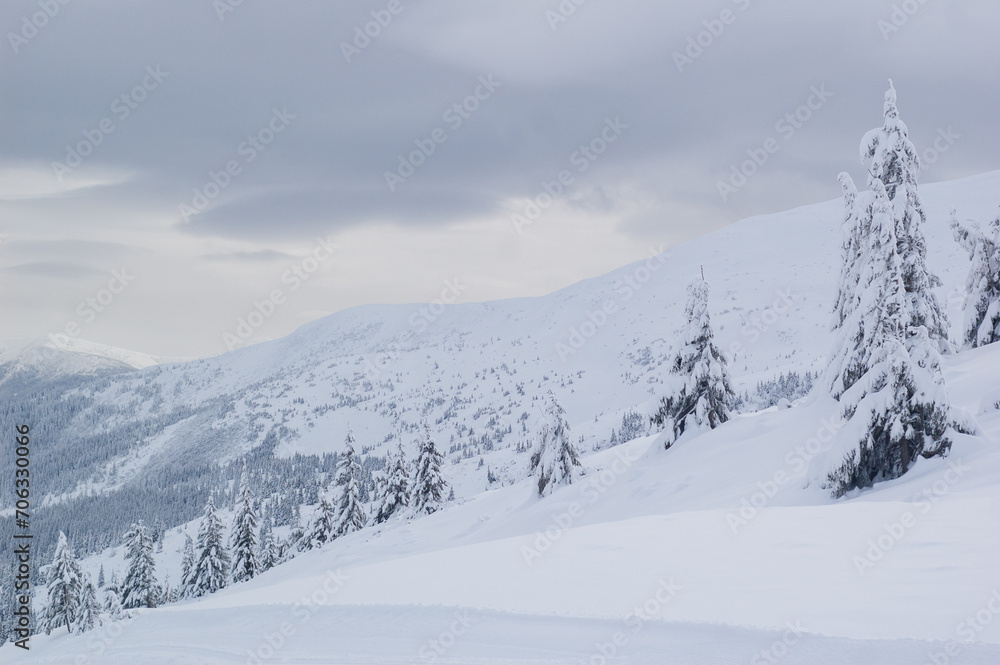 Snow-covered coniferous trees growing on a slope in the Carpathian Mountains, Ukraine. Gorgeous winter landscape.