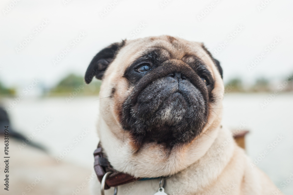 Close up portrait of adorable pug. Doggy looking to the side