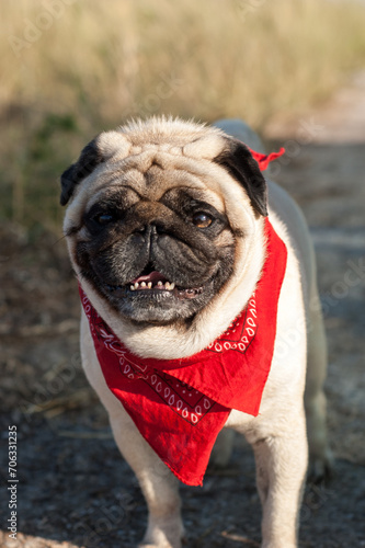 Fototapeta Naklejka Na Ścianę i Meble -  Charming pug looking forward and wearing red bandana around his neck
