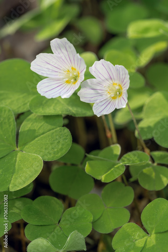 Fragile flowers of the wood sorrel in soft early summer light at the bottom of the forest