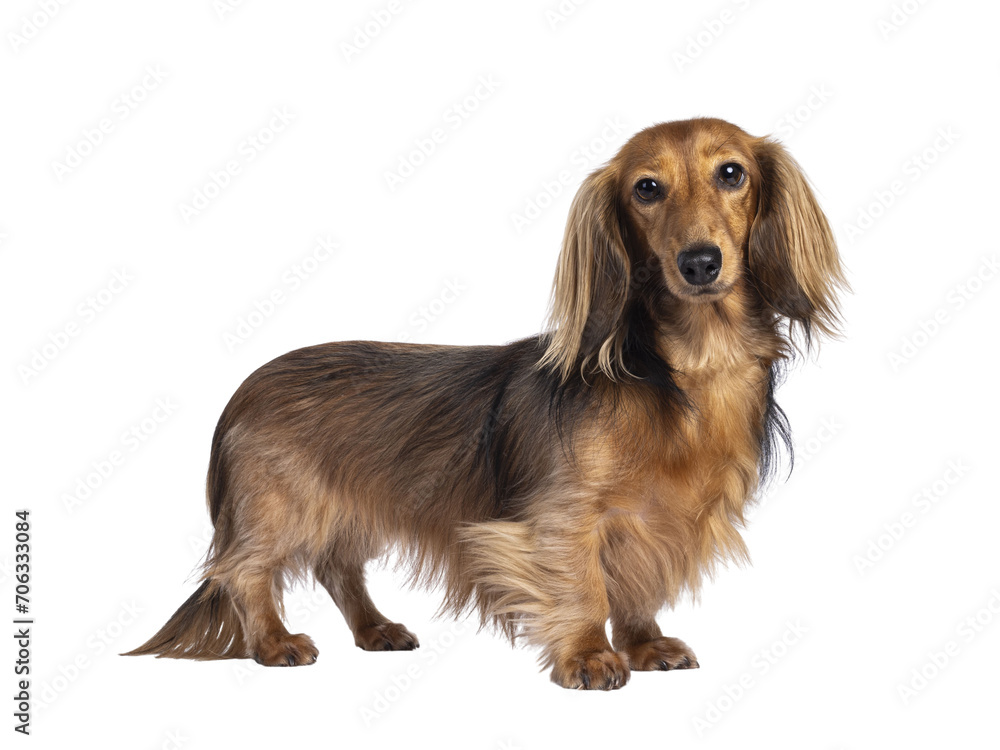 Cute smooth longhaired Dachshund dog aka teckel, standing up side ways. Looking towards camera. Isolated cutout on a transparent background.d