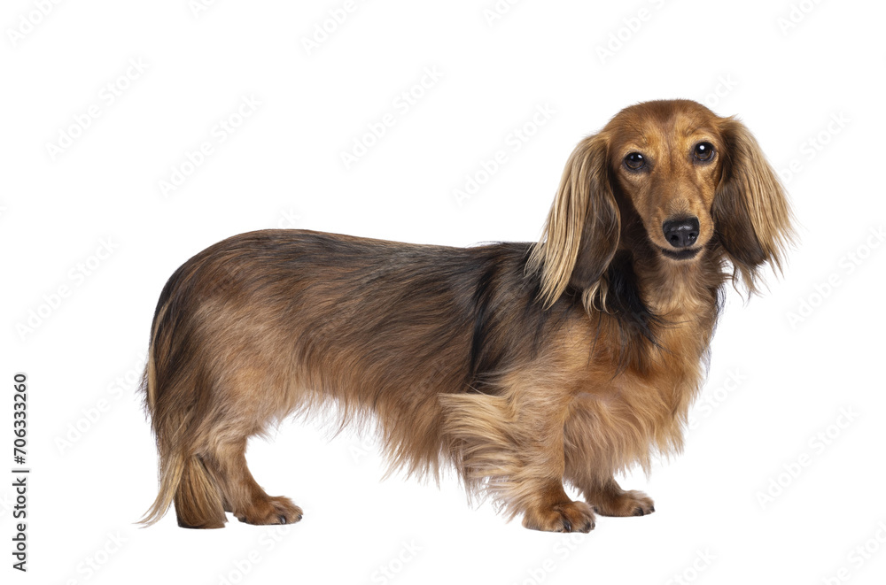 Cute smooth longhaired Dachshund dog aka teckel, standing up side ways. Looking towards camera. Isolated cutout on a transparent background.