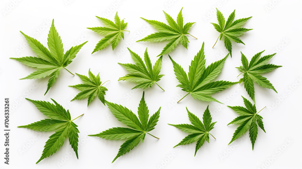 green leaves of a canabis green leaves of a canabis