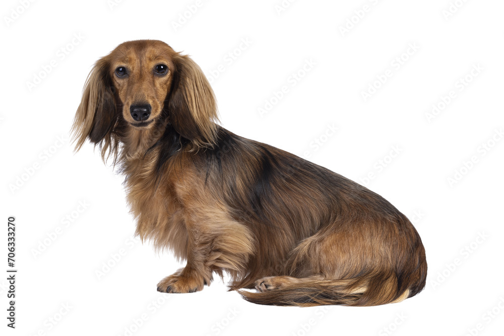 Cute smooth longhaired Dachshund dog aka teckel, sitting up side ways. Looking towards camera. Isolated cutout on a transparent background.