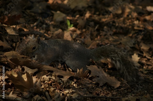 Closeup of a squirrel foraging through the autumn leaves on the forest floor