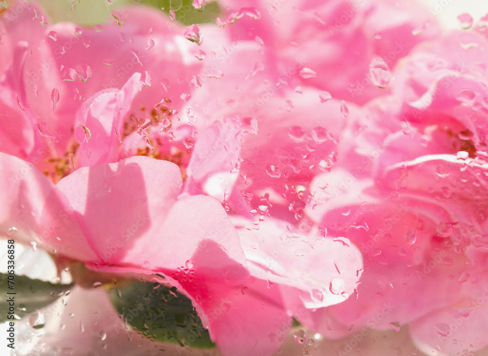Extreme close up of a pink camelia blossom with rain drops
Extreme close up of a pink camelia blossom with rain drops