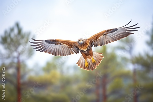 golden eagle in flight with pine forest below © Natalia
