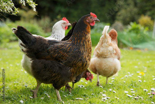 Chickens roaming in garden
