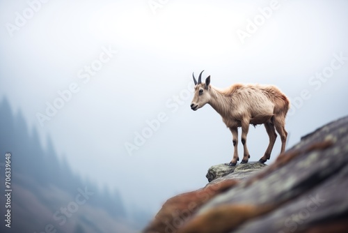 mountain goat standing near cliffs edge with fog below