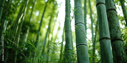 A picture of a group of bamboo trees in a forest. This image can be used to depict nature, tranquility, and the beauty of forests