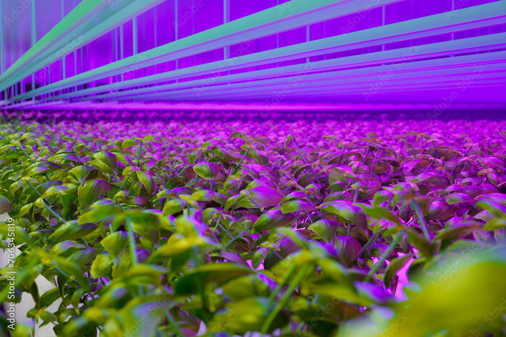 Innovative Indoor Hydroponic Garden with High-Efficiency LED Growth Lights
