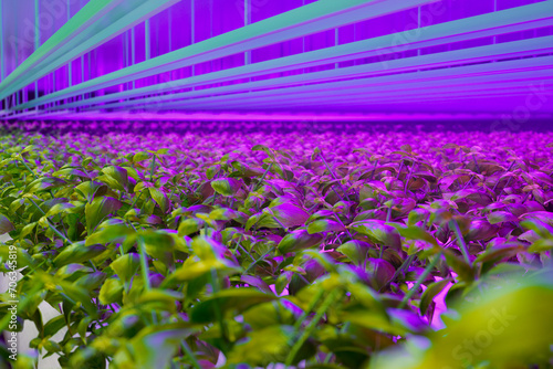 Obraz na płótnie Innovative Indoor Hydroponic Garden with High-Efficiency LED Growth Lights w salonie