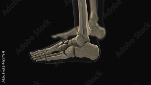 Medical animation of the calcaneus bone pain photo