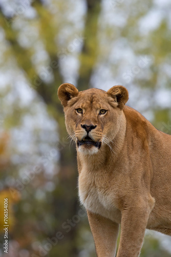 Lioness a portrait