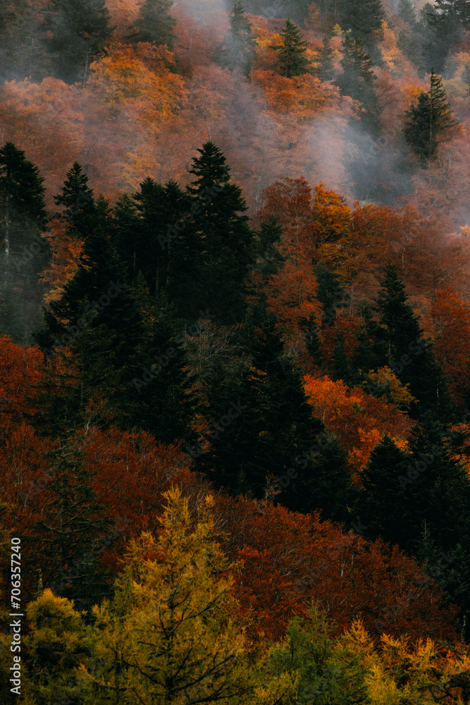 Forêt d'automne