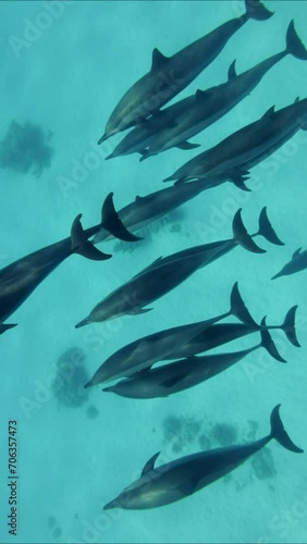 Vertical video, Pod of Dolphins swim over sand seabed, top view. Group of spinner dolphins floating over sandy bottom photo