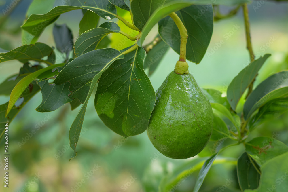 Avocado fruit on a branch, fruit rich in vitamins