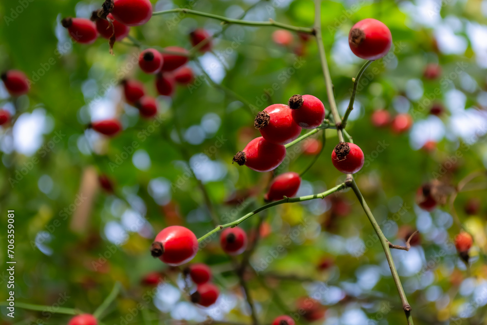 Red rosehip berries on the branches of a bush in the forest, close-up. Alternative medicine. Red rosehip berries on the branches of a bush in the forest, close-up. Alternative medicine.
