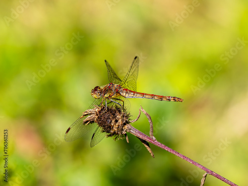 Wallpaper Mural Common Darter Dragonfly Resting on a Plant Torontodigital.ca