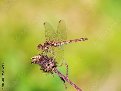 Common Darter Dragonfly Resting on a Plant © Stephan Morris 