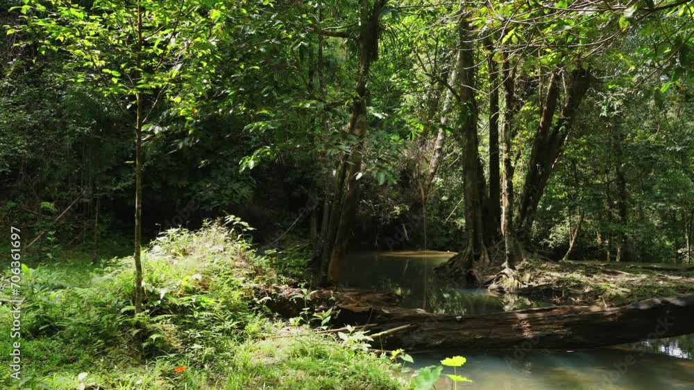 Tranquil forest stream surrounded by lush greenery. Nature and serenity. Tranquil forest stream surrounded by lush greenery. Nature and serenity.