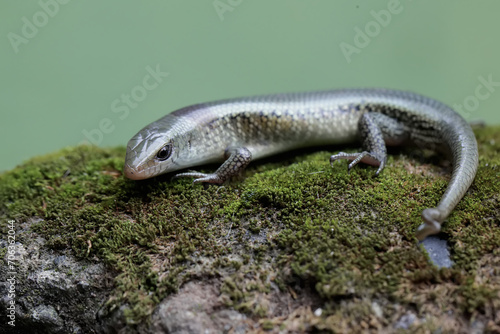 A young sun skink with a forked tail is looking for prey on a moss-covered ground. This reptile has the scientific name Mabouya multifasciata.
