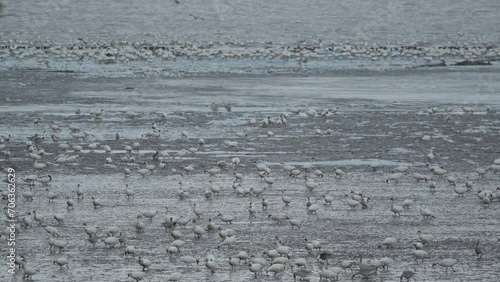Huge flock of migrating snow geese Anser caerulescens foraging in muddy marsh photo
