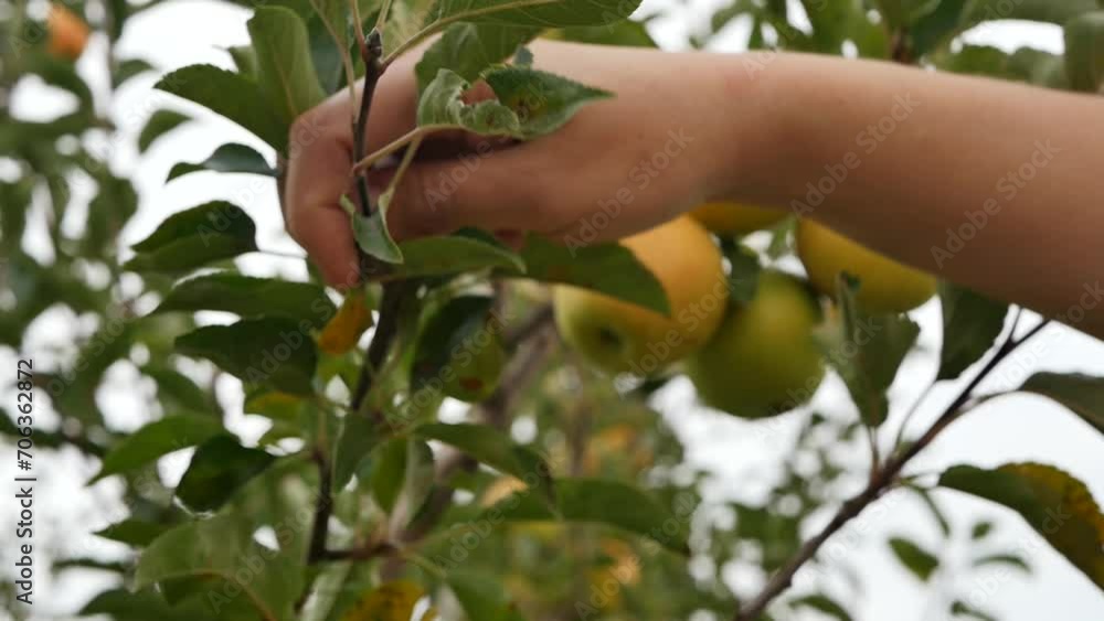 Close-up of female hands picking a ripe apple from an apple tree branch. A woman harvests yellow apples in her own garden. Apple juices, compotes and hypoallergenic baby purees Close-up of female hands picking a ripe apple from an apple tree branch. A woman harvests yellow apples in her own garden. Apple juices, compotes and hypoallergenic baby purees