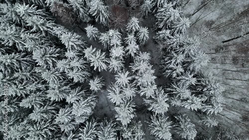 Frozen evergreen spruce tree forest ense white snowy , aerial drop down view photo