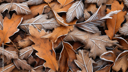 Frozen oak leafs abstract natural background
