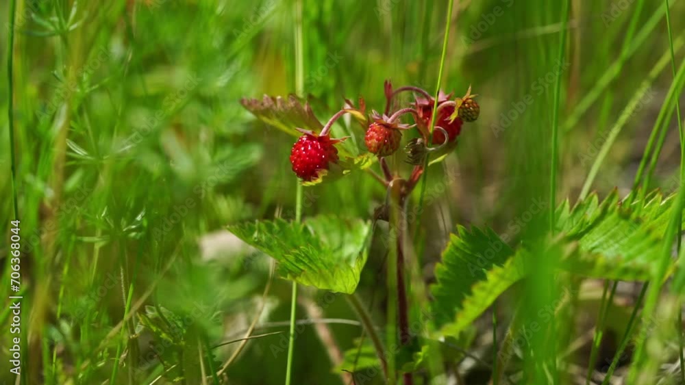 Wild strawberries on green natural background. Close up Wild strawberries on green natural background. Close up