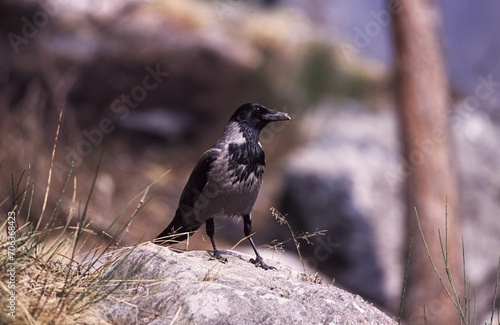 Gray crows (Corvus cornix) Cornacchia grigia photo