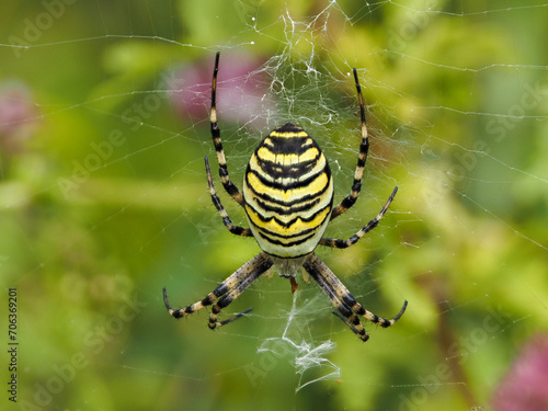 Wasp Spider on its Web