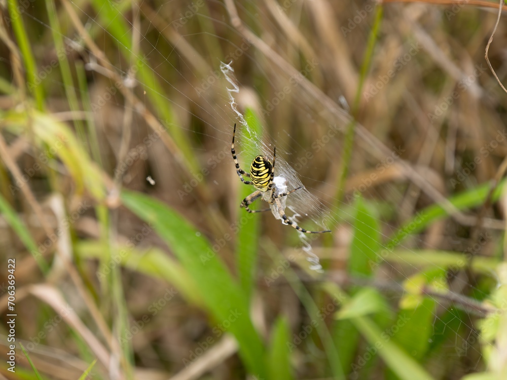 Wasp Spider Feeding on a Grasshopper Wasp Spider Feeding on a Grasshopper