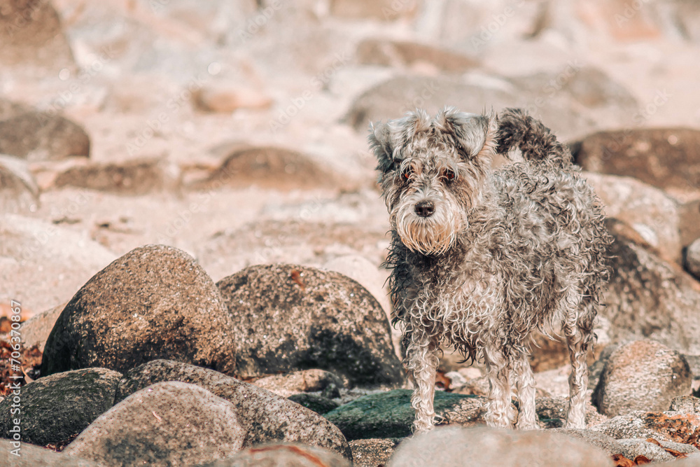 Fototapeta premium A schnauzer in the beach