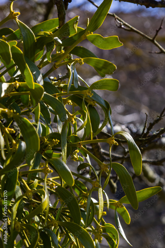 Mistletoe aka viscum is parasite plant growing on trees. Closeup view of mistletoe on bare tree on blue sky background Mistletoe aka viscum is parasite plant growing on trees. Closeup view of mistletoe on bare tree on blue sky background
