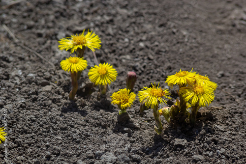 Tussilago farfara, commonly known as coltsfoot is a plant in the groundsel tribe in the daisy family Asteraceae. Flowers of a plant on a spring sunny day photo