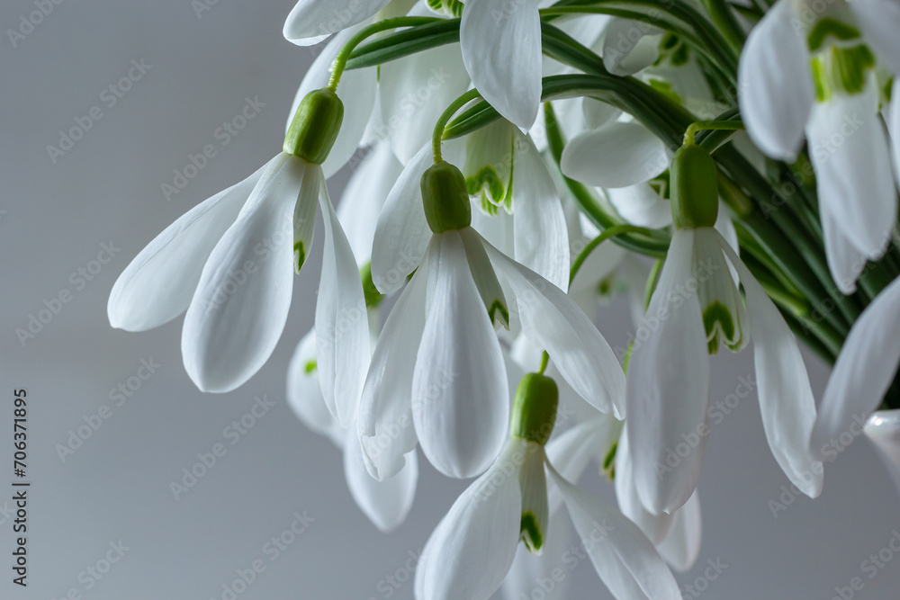 Fototapeta premium Beautiful snowdrops against light gray background, closeup. Floral background with spring flowers