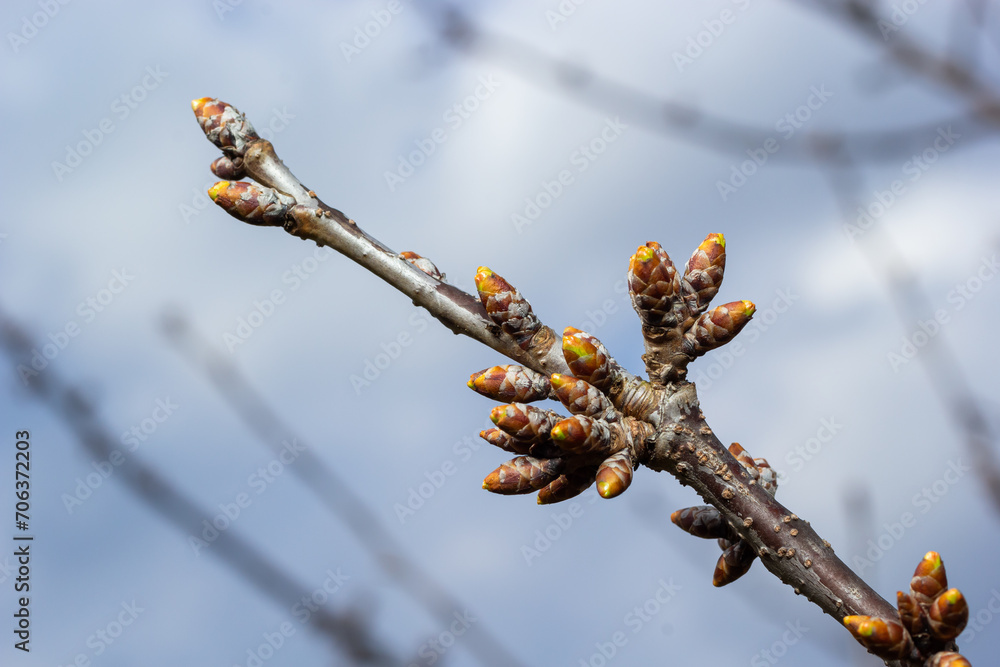 budding buds on a tree branch in early spring macro. Early spring, a twig on a blurred background. The first spring greens budding buds on a tree branch in early spring macro. Early spring, a twig on a blurred background. The first spring greens