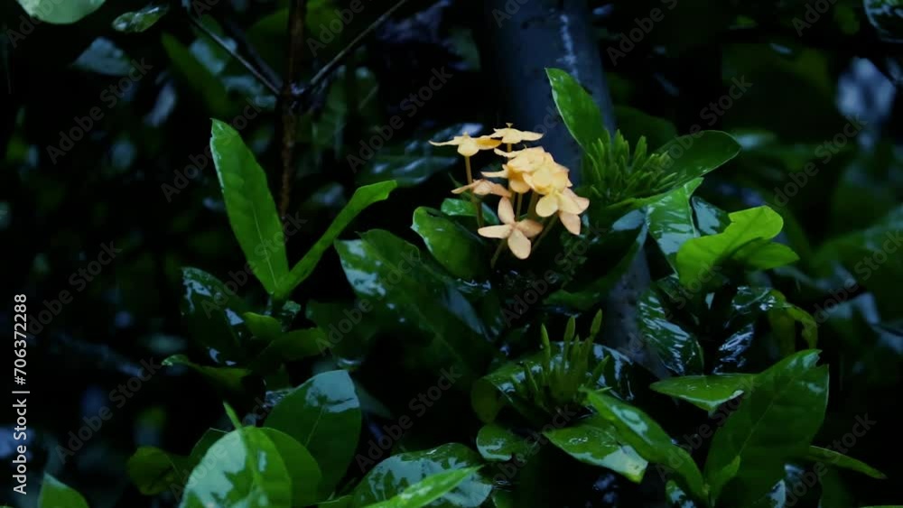 rain drops on a green leaf, rain in the forest rain drops on a green leaf, rain in the forest