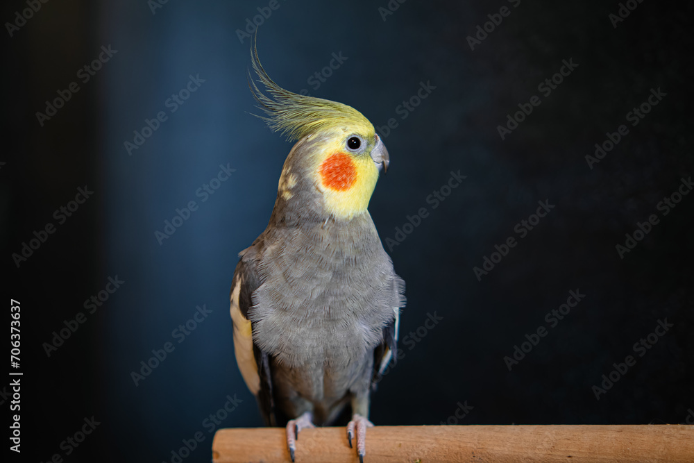 Naklejka premium Yellow cockatiel parrot.Cute cockatiel.Home pet parrot.The best cockatiel.Beautiful photo of a bird.Ornithology.Funny parrot.Cockatiel parrot. Home pet yellow bird.Beautiful feathers.Love for animals