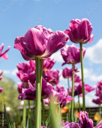 Blooming tulip close-up against the background of the spring sky.