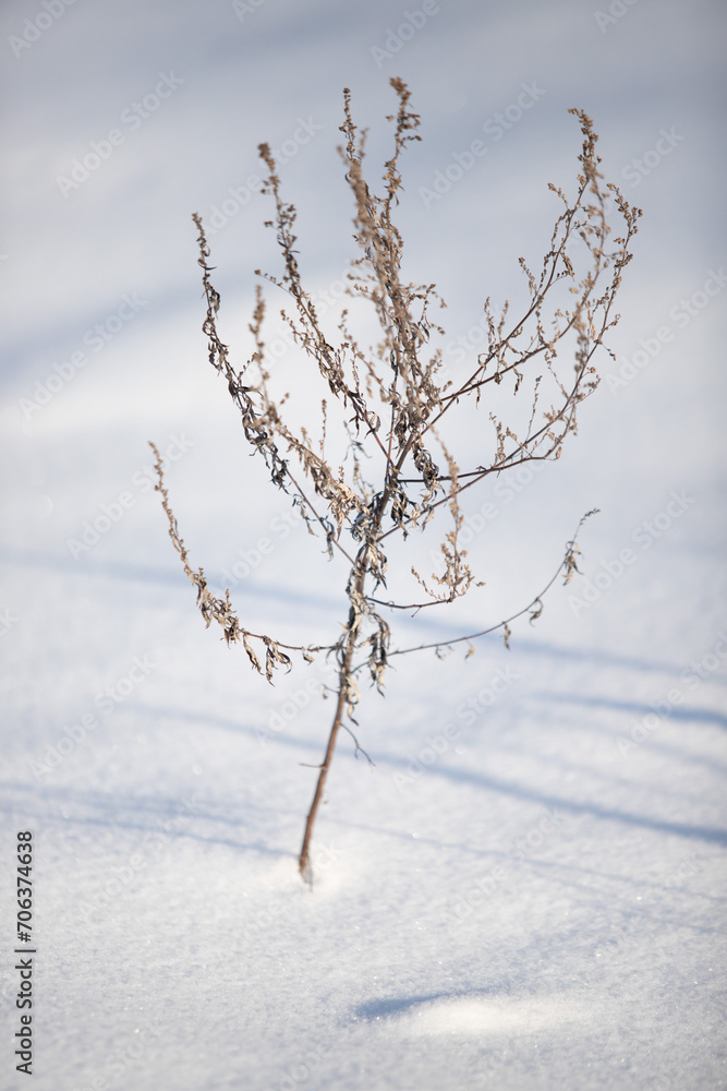bushes and tree branches covered with snow, winter landscape close-up bushes and tree branches covered with snow, winter landscape close-up