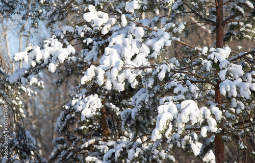 green pine trees covered with white snow, close-up landscape