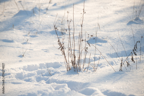 bushes and tree branches covered with snow, winter landscape close-up
