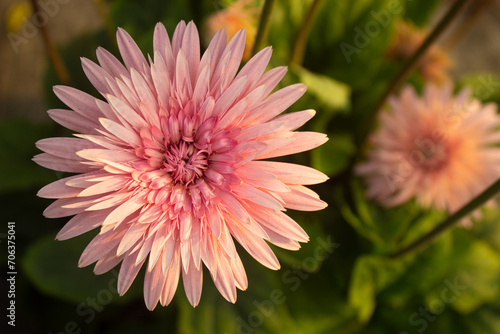 Gerbera jamesonii, Gerbera Daisy is an elegant, upright, evergreen perennial flower