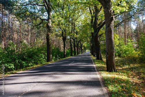 Driving on asphalt road through yellow autumn forest  Germany.