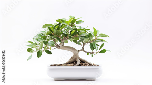 bonsai tree in pot